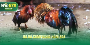 Đá gà Campuchia