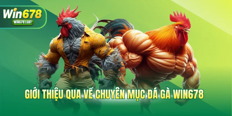 Giới thiệu qua về chuyên mục đá gà WIN678