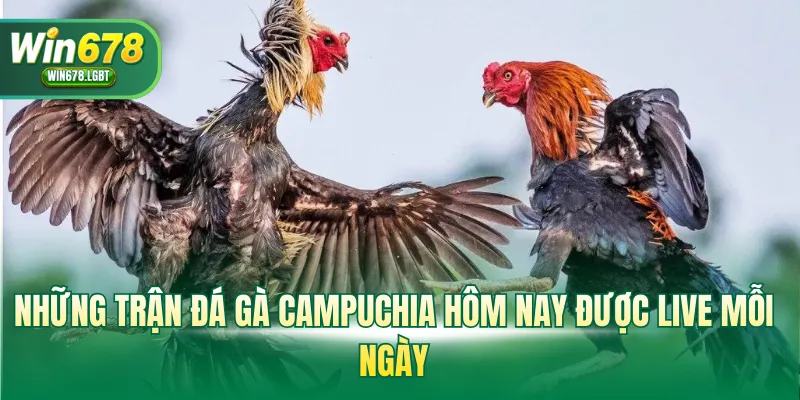 Những trận đá gà Campuchia hôm nay được live mỗi ngày